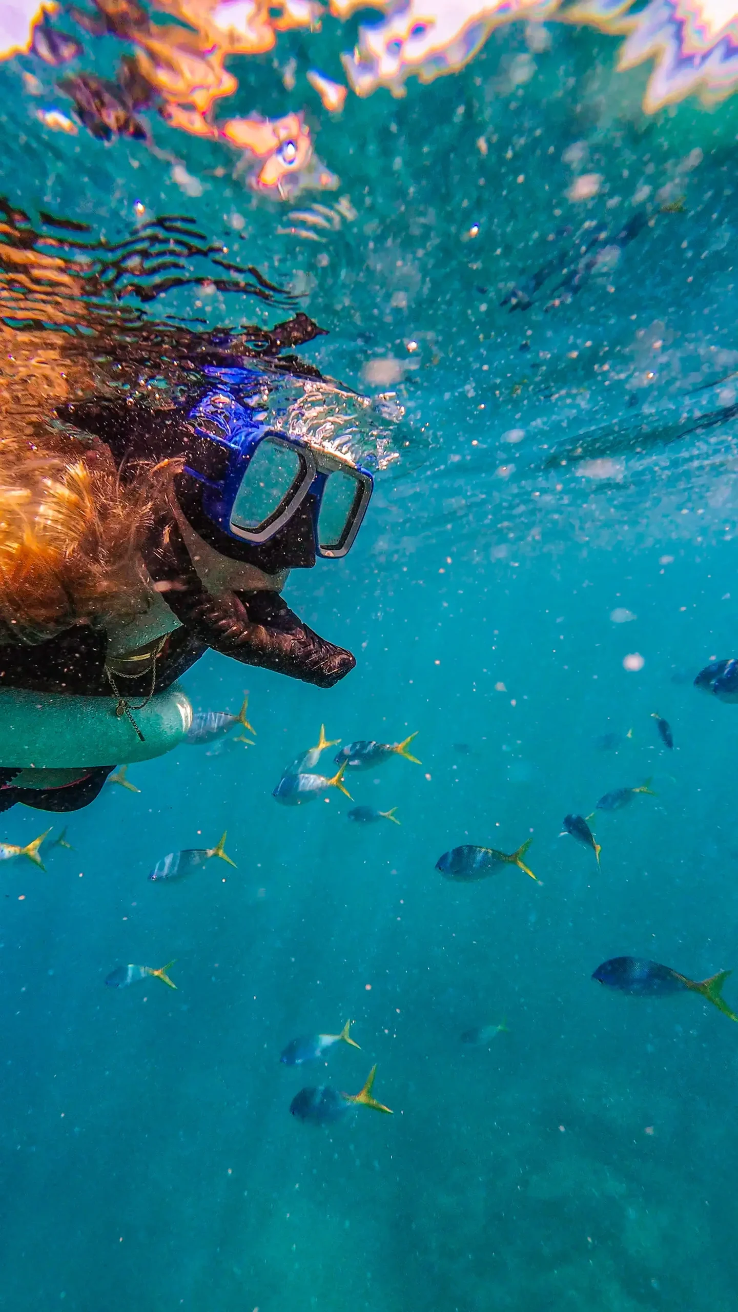 Snorkelling coral reef Mauritius